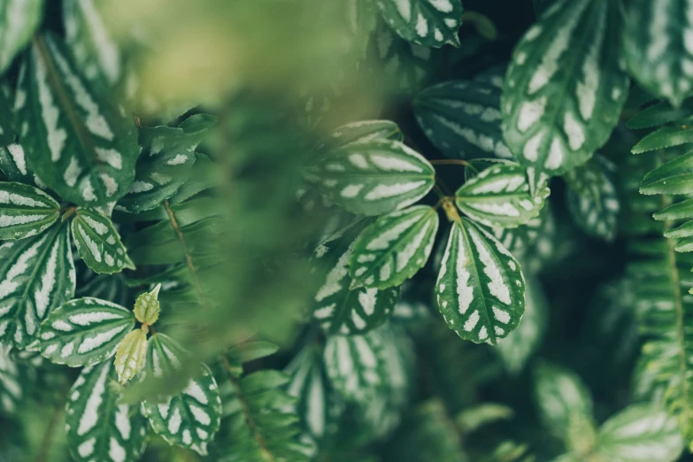 close up of green leaves that are showing the white stripes