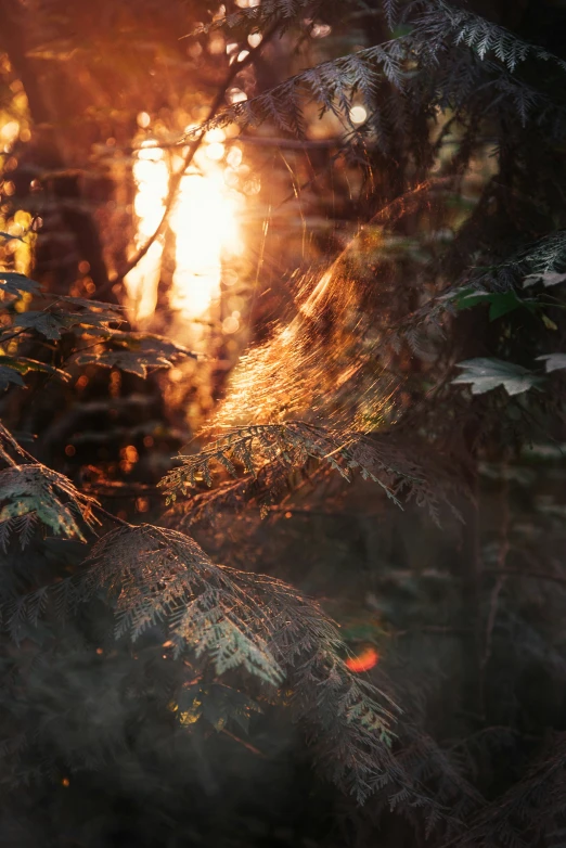 the sun peeks through some leaves on a tree