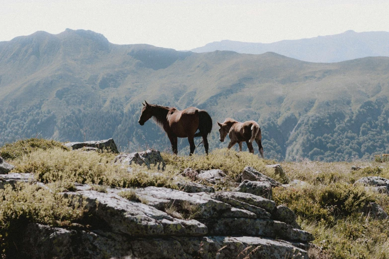 two horses walking along the side of a mountain