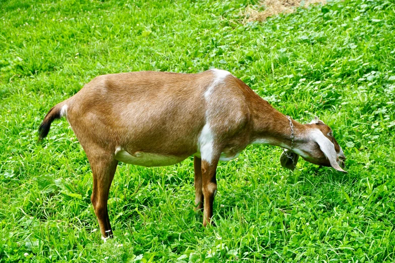 an animal that is standing in the grass