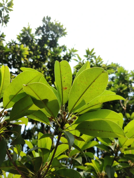 large leafy green bushes are seen from outside