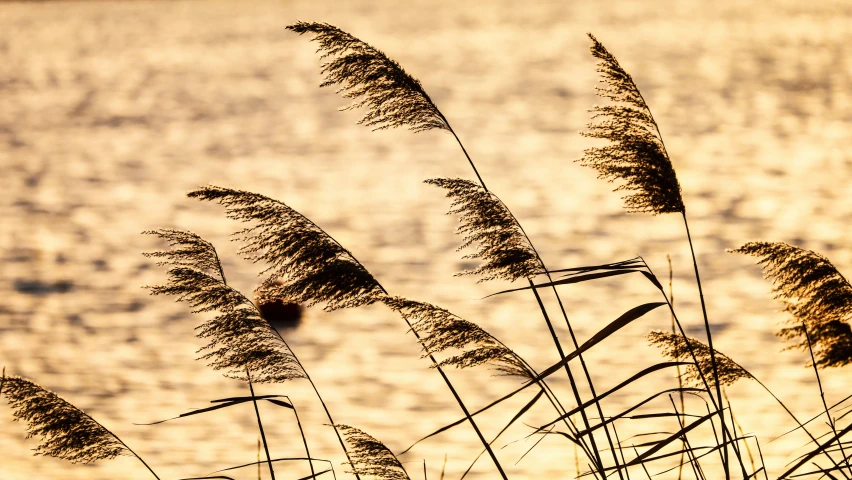 tall grass blowing in the wind near the water