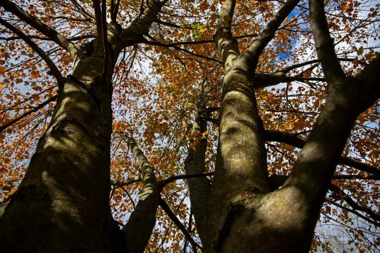 the view up at two tall trees with autumn leaves