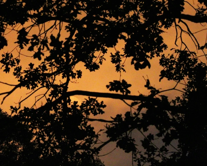 the sun is reflecting off of the top leaves