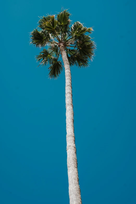 two palm trees on the sky with no leaves