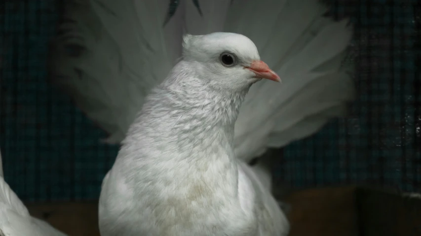 a white bird is standing up with wings spread