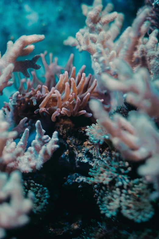 a close up s of some corals and seaweed