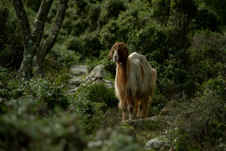a goat is standing on a dirt path in the woods