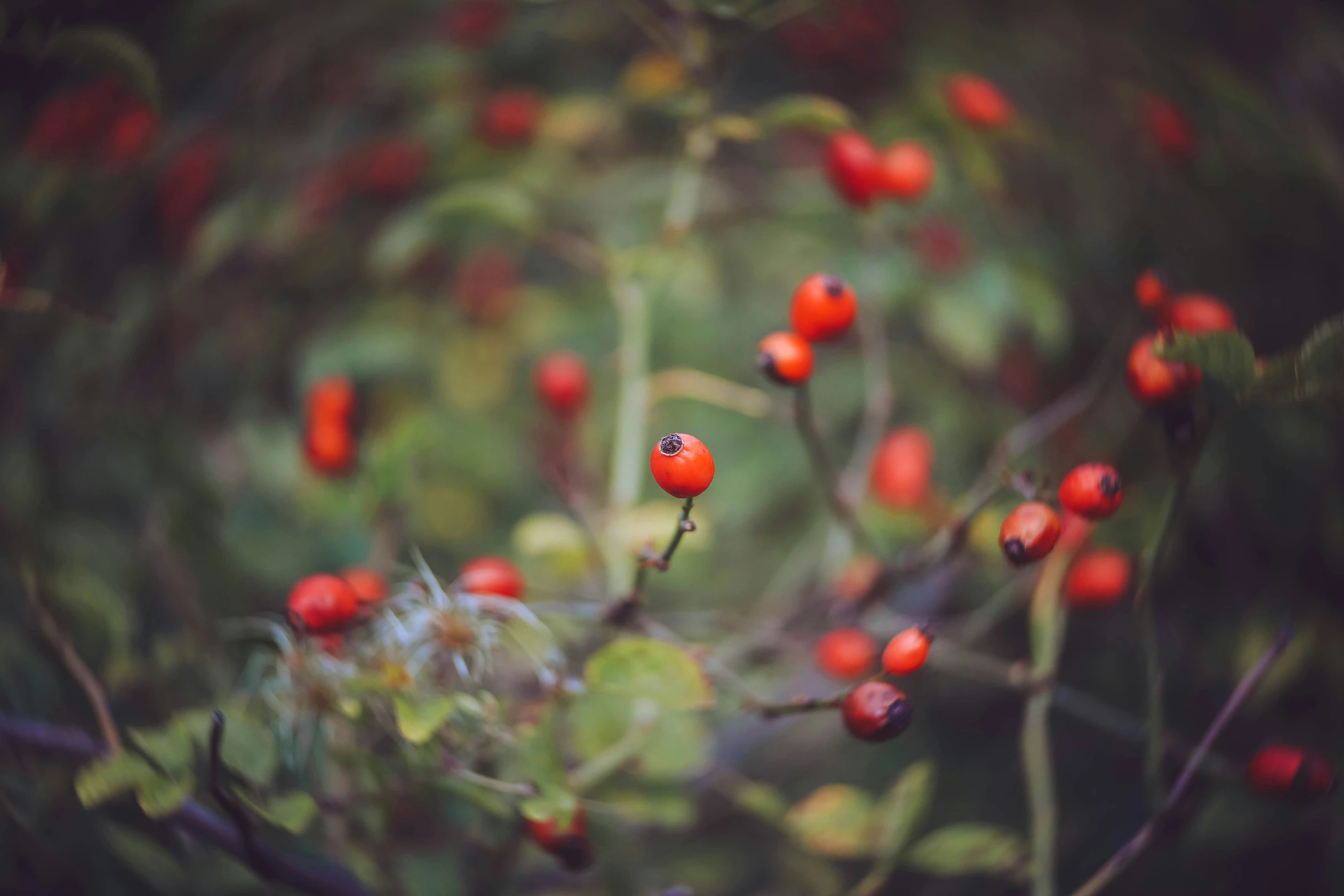 berries on a bush with red stems and green leaves