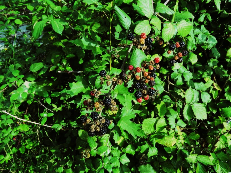 the nch of the tree has berries all over it