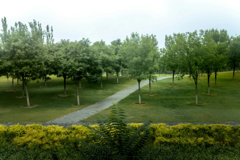 a path winding through trees leading to a path in the middle of some green grass