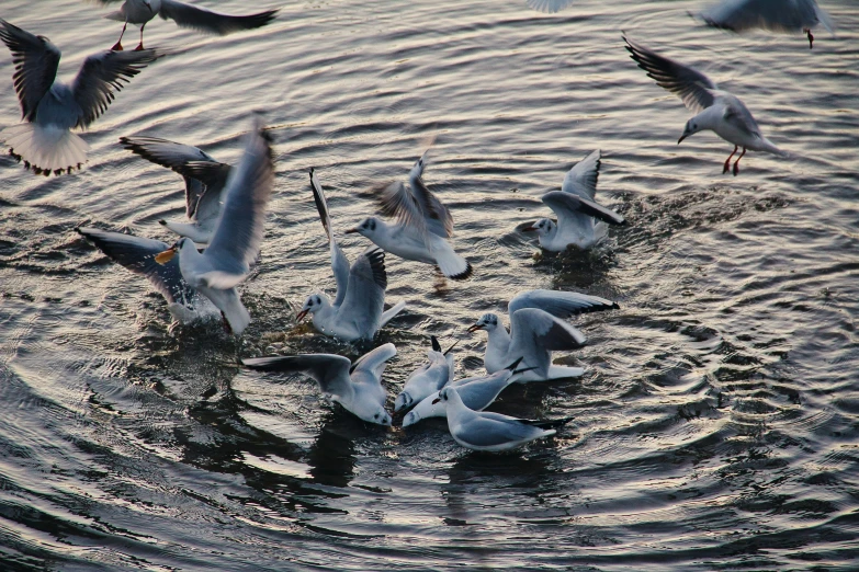 birds splashing in and around water in the sunset