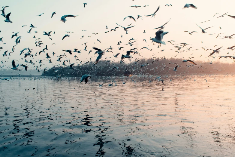 a large flock of birds flying over a body of water