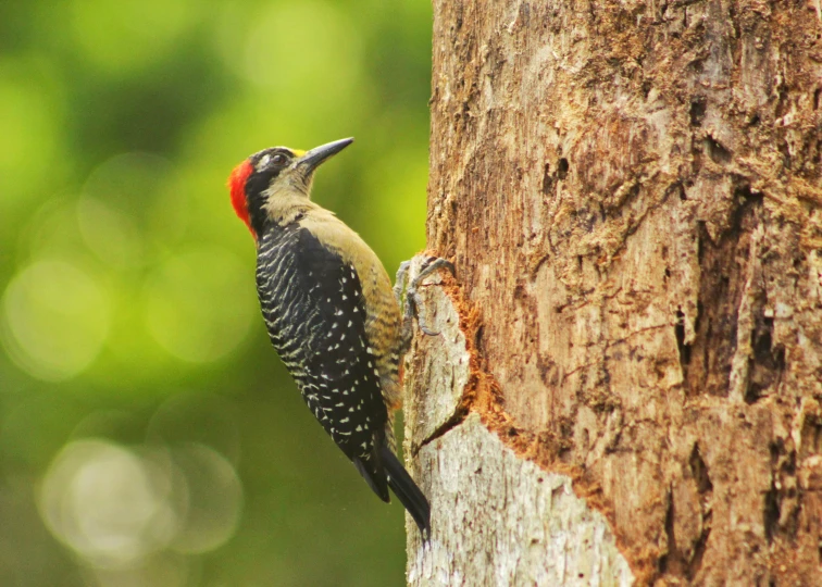 a bird is standing on the trunk of a tree