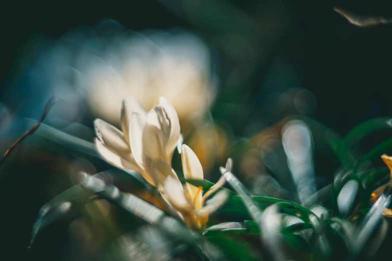 some very pretty flowers near some green grass