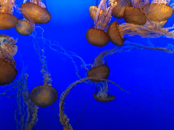 the jellyfish swim underneath the blue water