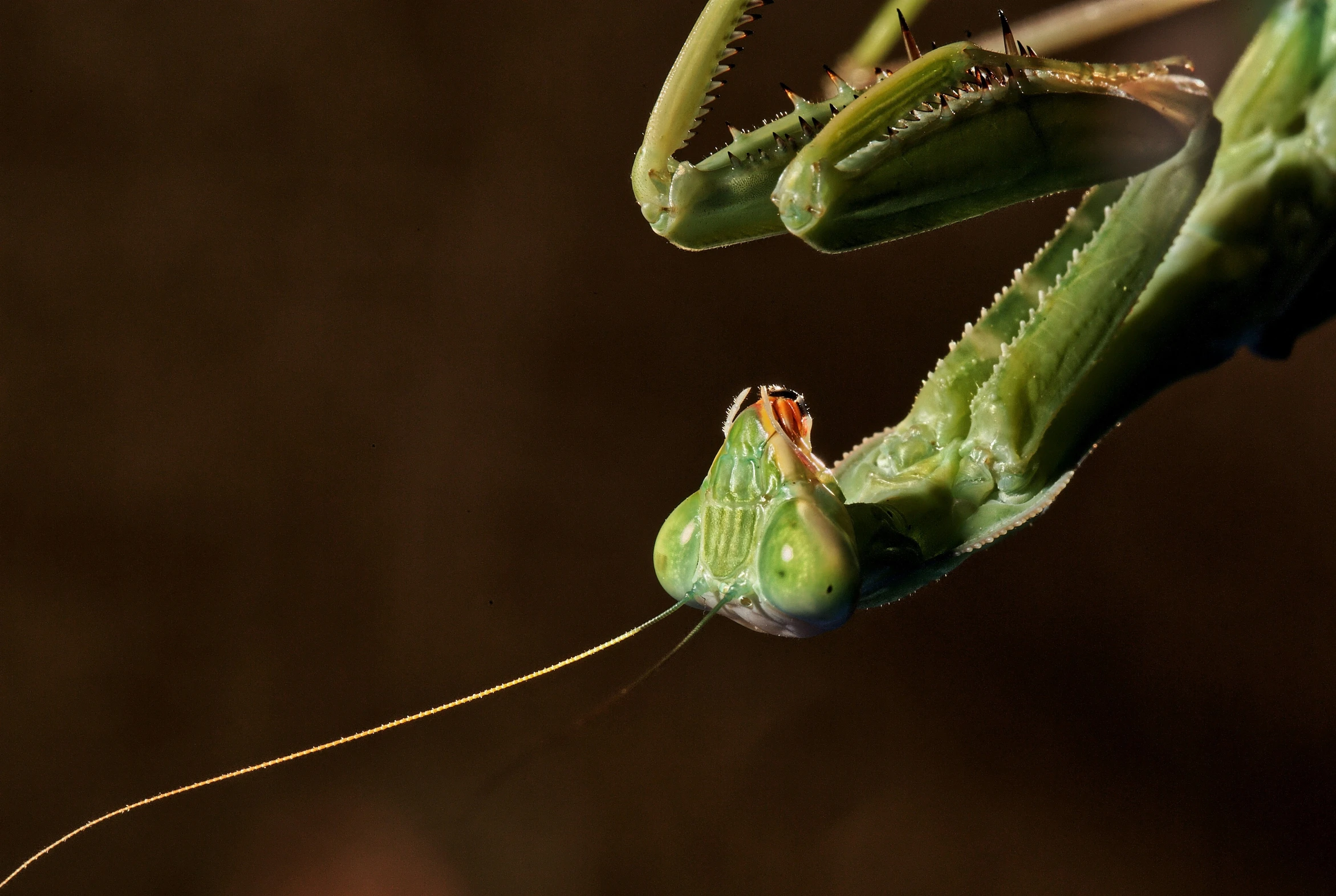 an insect that is looking like it has long legs