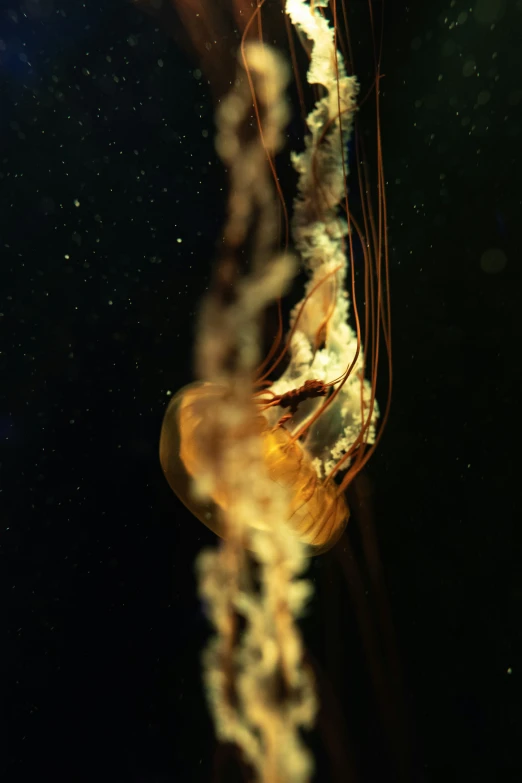 a jelly is seen floating on water with bubbles