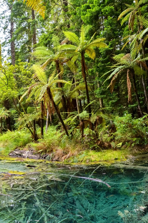 a body of water with a forest on the other side