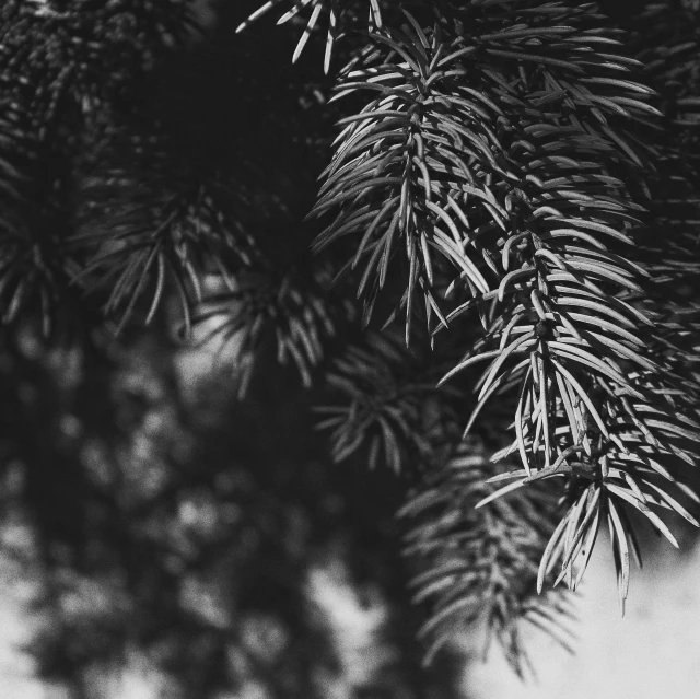 black and white pograph of pine needles and nches