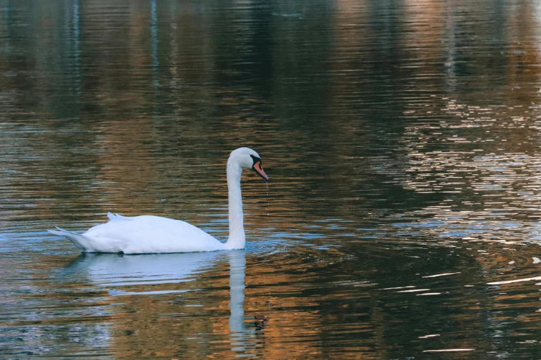 a white swan swims across a body of water
