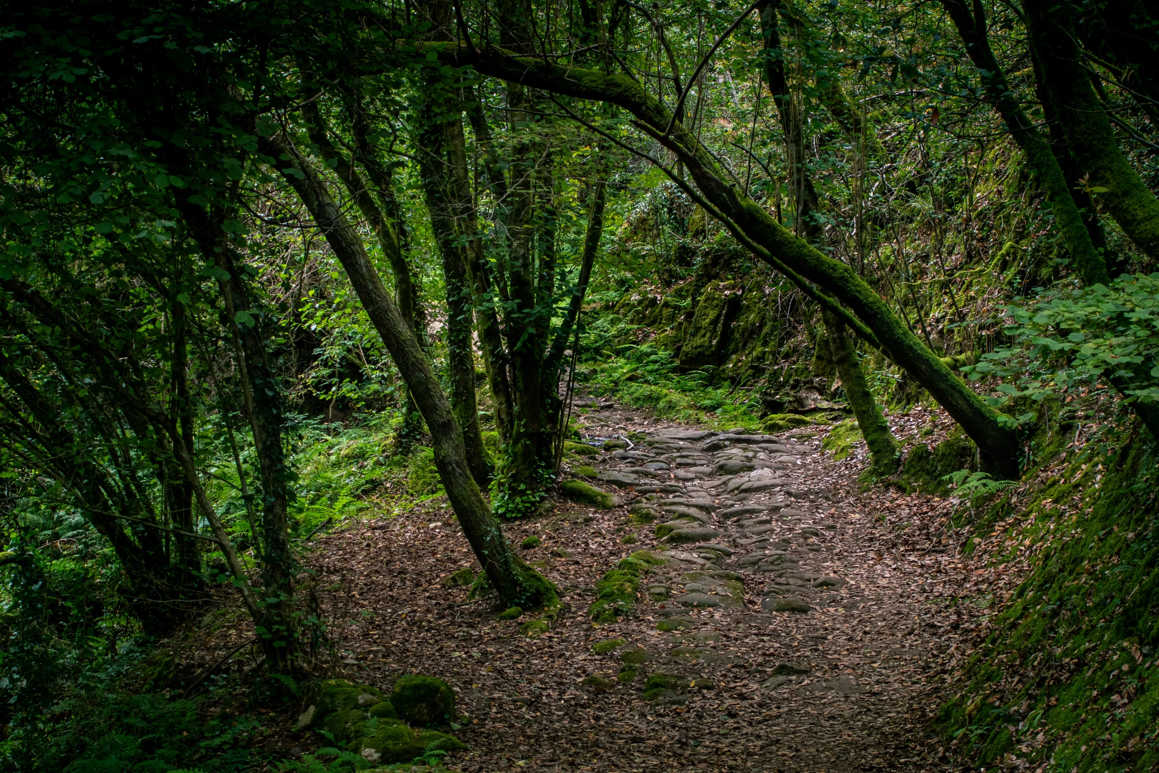 a path through the woods, covered in mossy trees