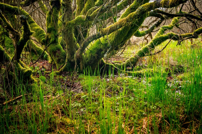 moss growing on tree trunks in a forested area