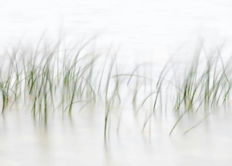 a blurry image of the grass is blowing