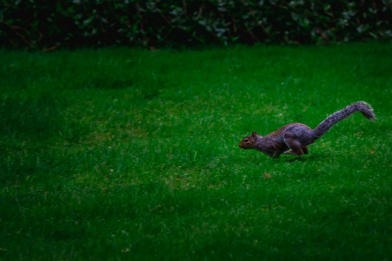 the squirrel runs through the grass outside the hedge