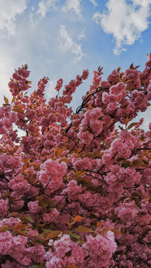 an umbrella sits on a tree covered with pink flowers