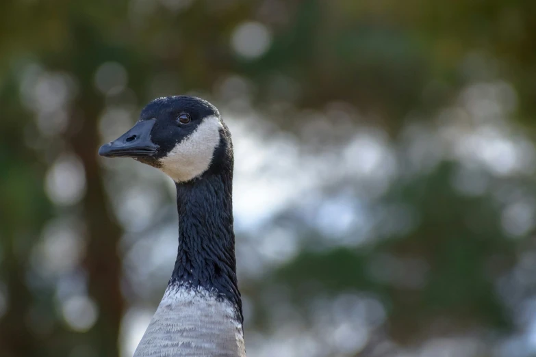 the back end of a goose with an blurry background