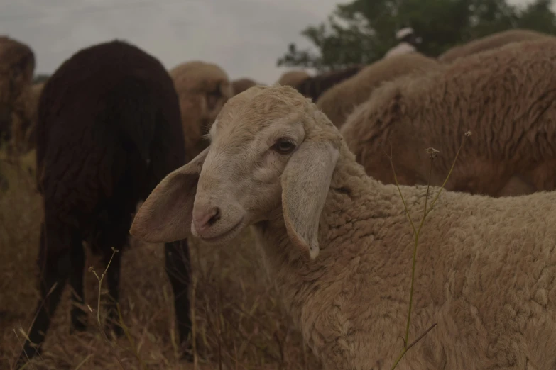 a flock of sheep are grazing in the field