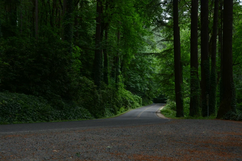 a lone road surrounded by tall green trees