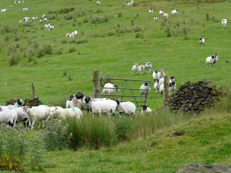 several white sheep are standing around in a field