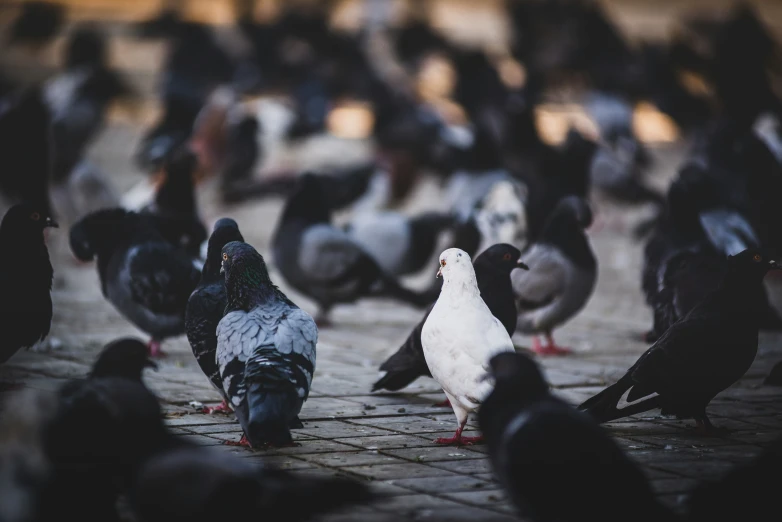 large group of black and gray pigeons are on the ground