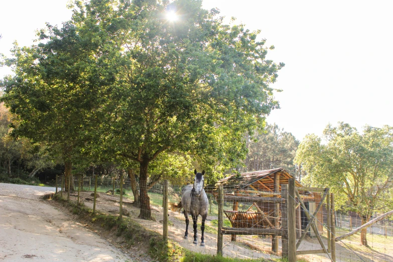 two horses standing together near an enclosed area