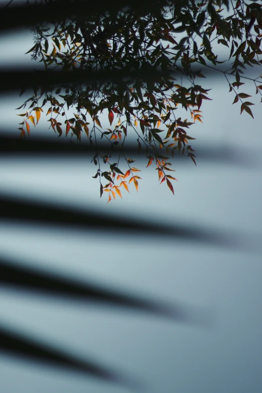 a closeup s of leaves and nches in the sun