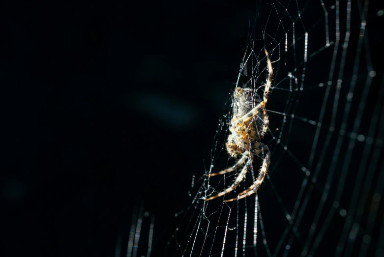 the underside view of a yellow orb - weaving spider