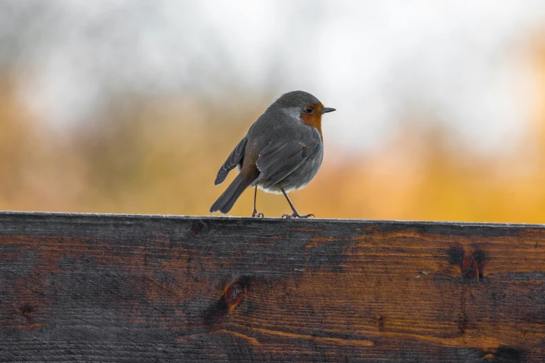 small gray bird with orange  perching on wooden rail