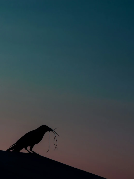 a black bird is standing on a hill