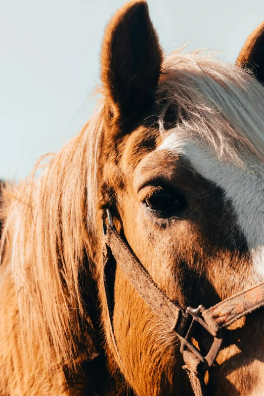 an adorable, young horse wearing a bridle