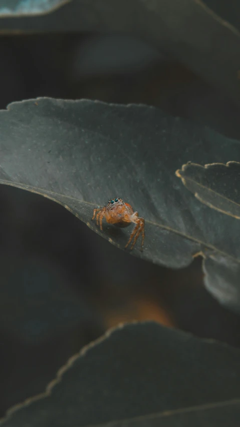 a small bug is sitting on a leaf