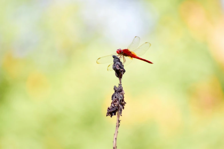 a small red dragon fly sitting on top of a green stem