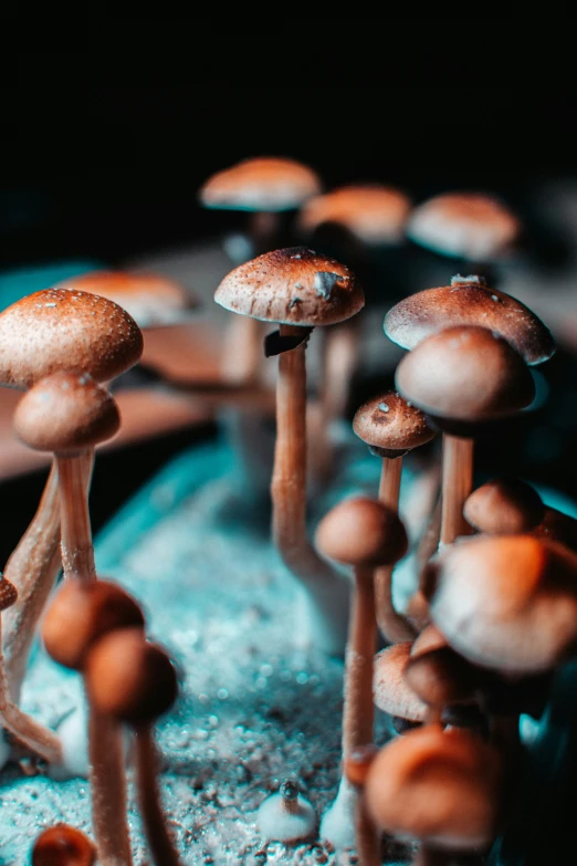 a group of mushrooms are standing by each other