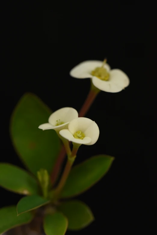 some very pretty white flowers with big green leaves