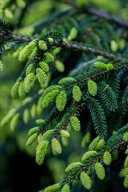 a close up s of leaves and nches