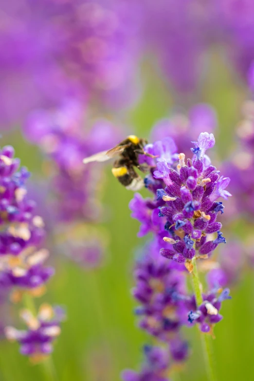 bees are sitting on the back of purple flowers