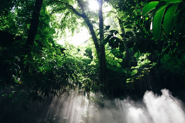 a group of trees and light streams through them