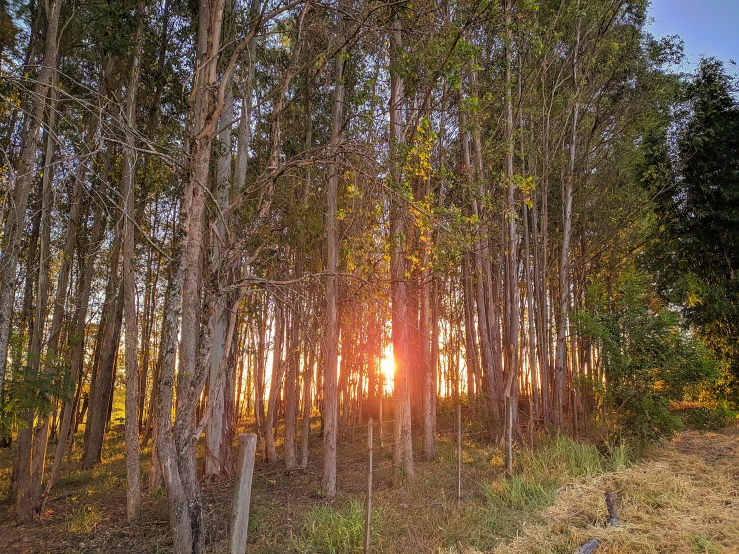 trees on the side of a road near the sun