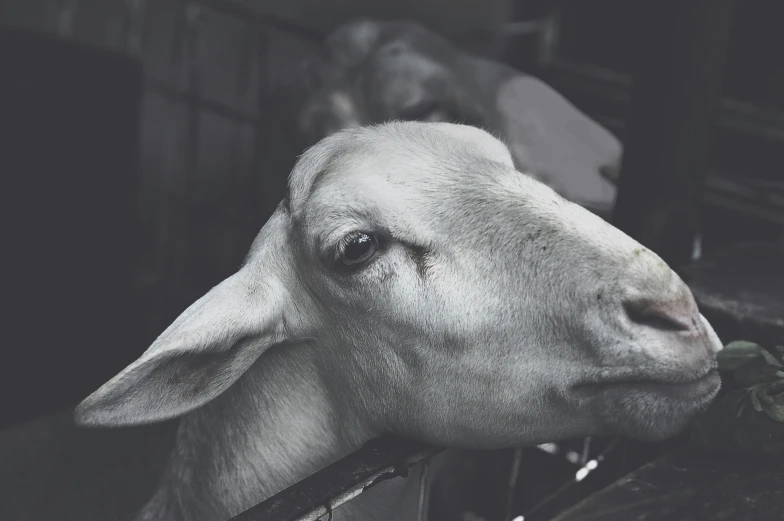 a lamb is chewing on some grass on the ground